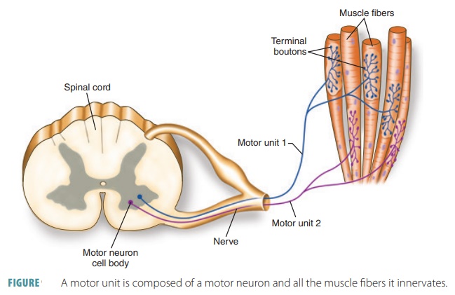 Motor Units Muscle Tissue
