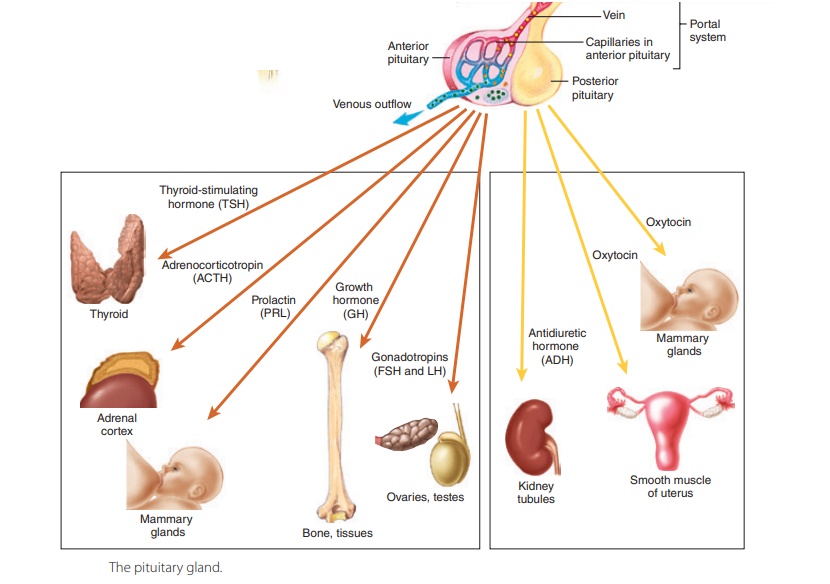 Pituitary Gland Anatomy And Physiology Endocrine System