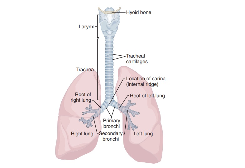 Trachea Structure And Function Organization Of The Respiratory System