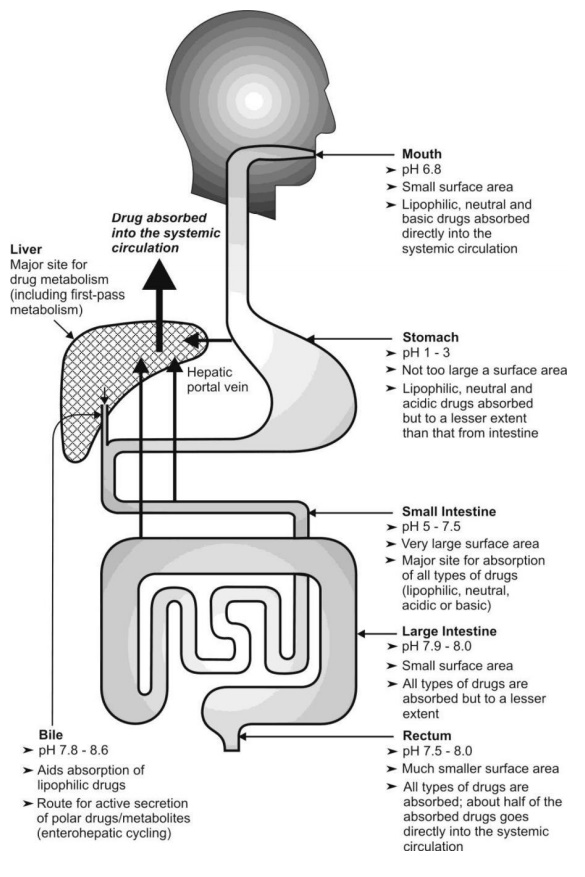 Gastrointestinal Tract Absorption Of Drugs