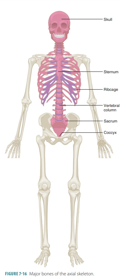 Axial Skeleton Skeletal Organization