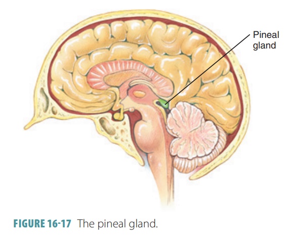 Pineal Gland Anatomy And Physiology Endocrine System