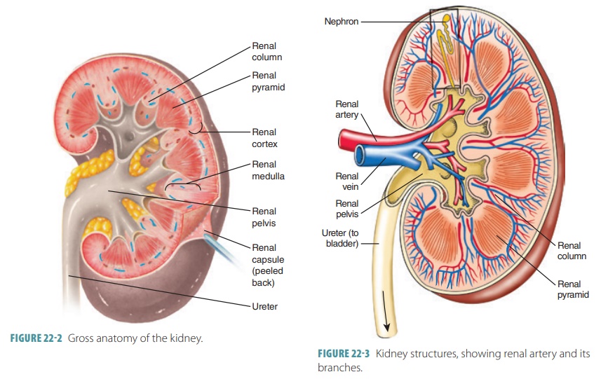 dissertation of kidney