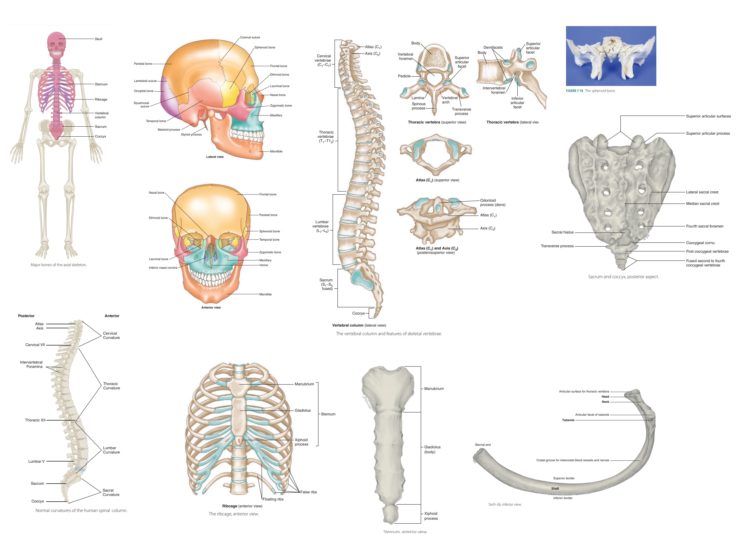 axial-skeleton-labeling