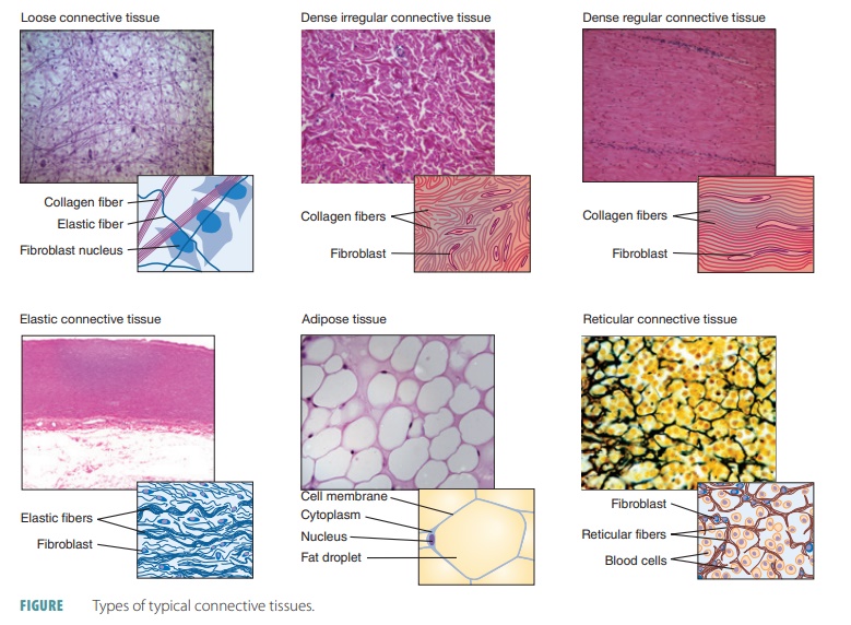 types of connective tissue cells