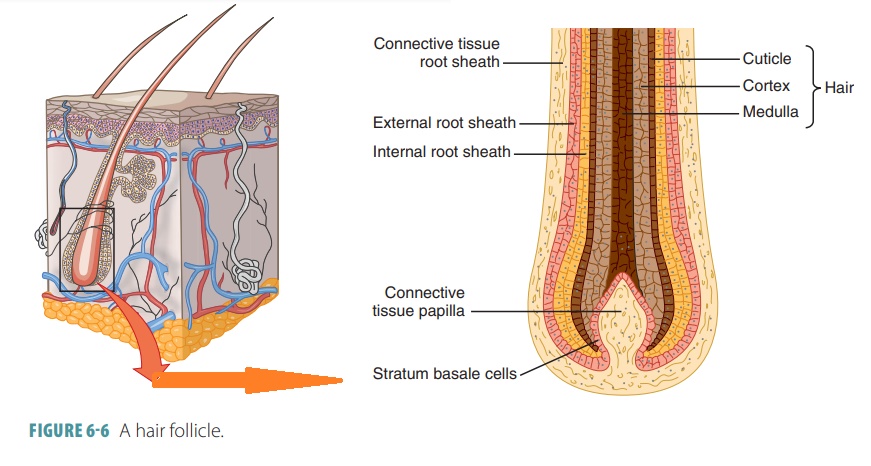 human hair structure diagram