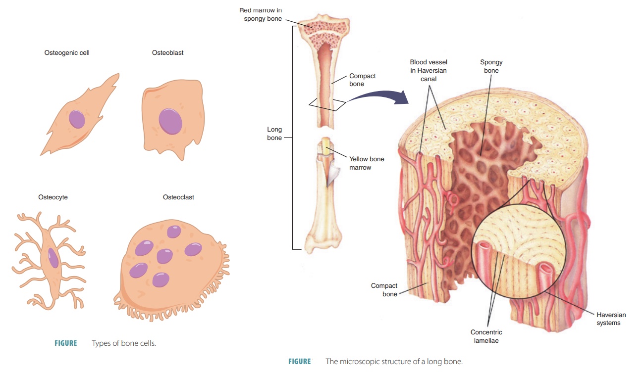 compact bone cell diagram