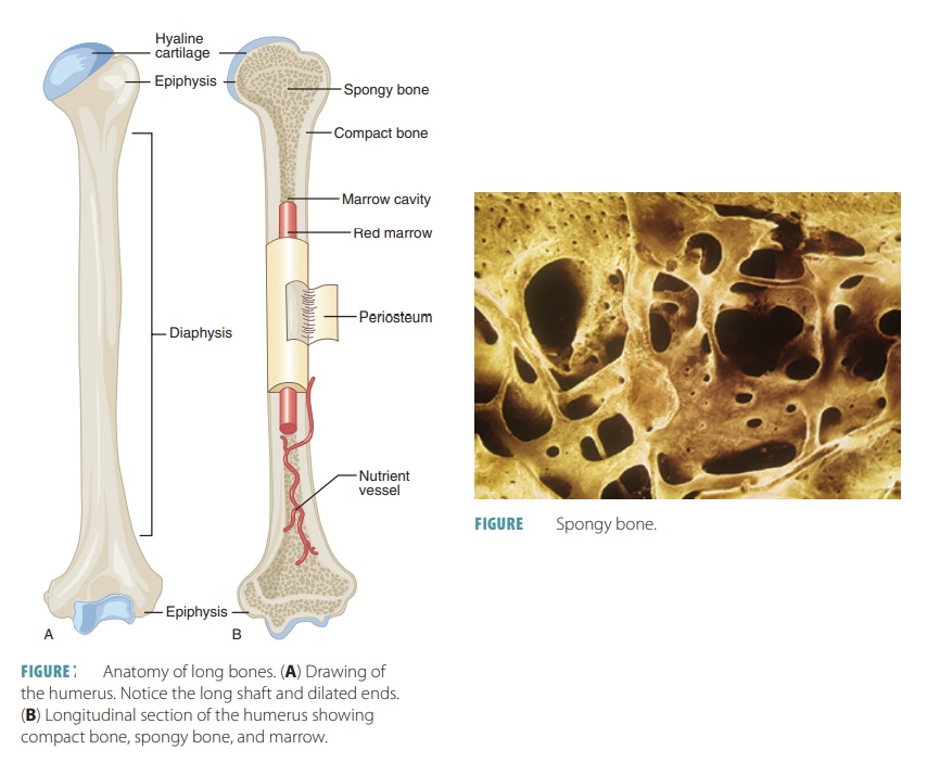 compact and spongy bone diagram