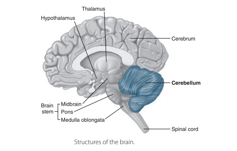 brain diagram reticular formation