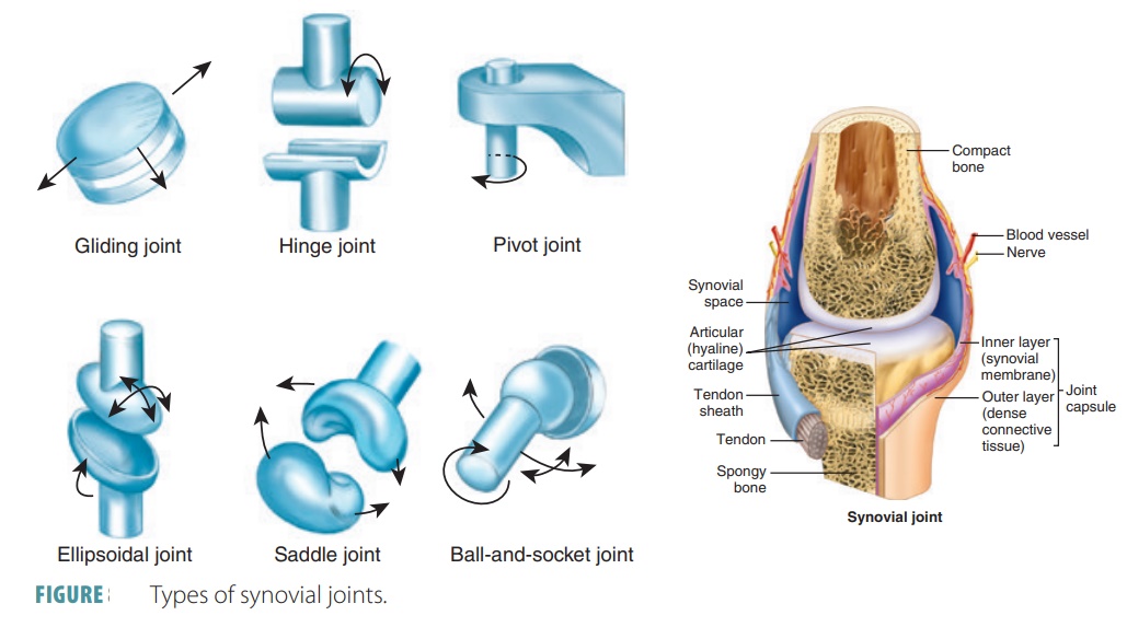 six types of synovial joints        <h3 class=