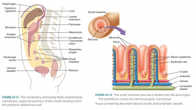 small intestine diagram villi