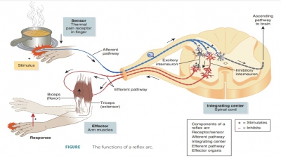 somatic nervous system vs autonomic nervous system