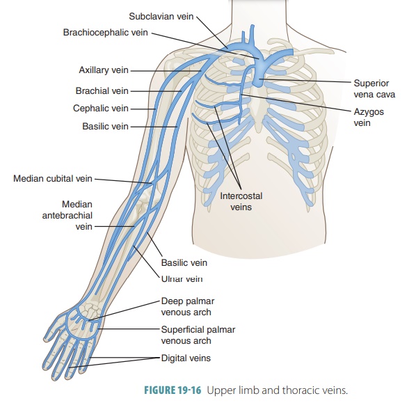 Veins and Their Branches - Blood Vessel Pathways and Divisions