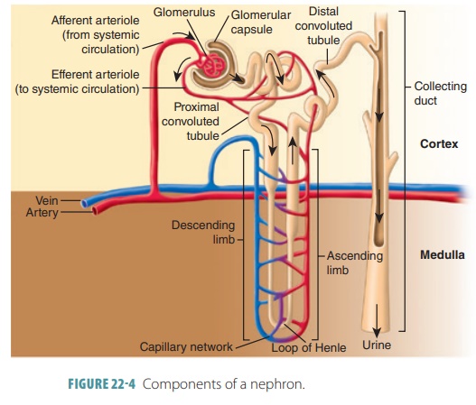 kidney nephron glomerulus