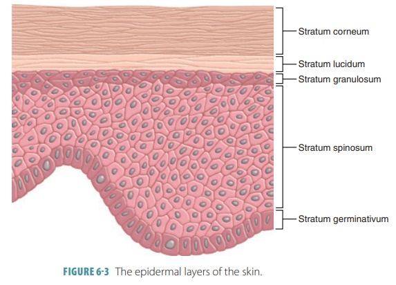 skin layers stratum