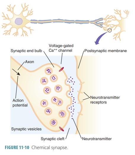 action potential diagram synapse