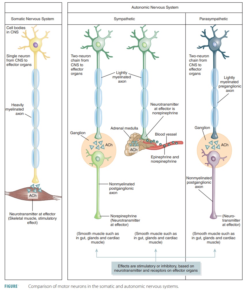 parasympathetic nervous system neurotransmitters