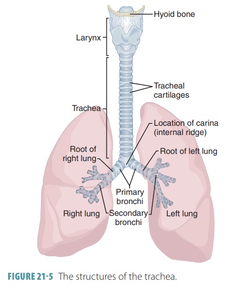 trachea and bronchi diagram