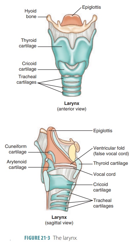 trachea cartilage