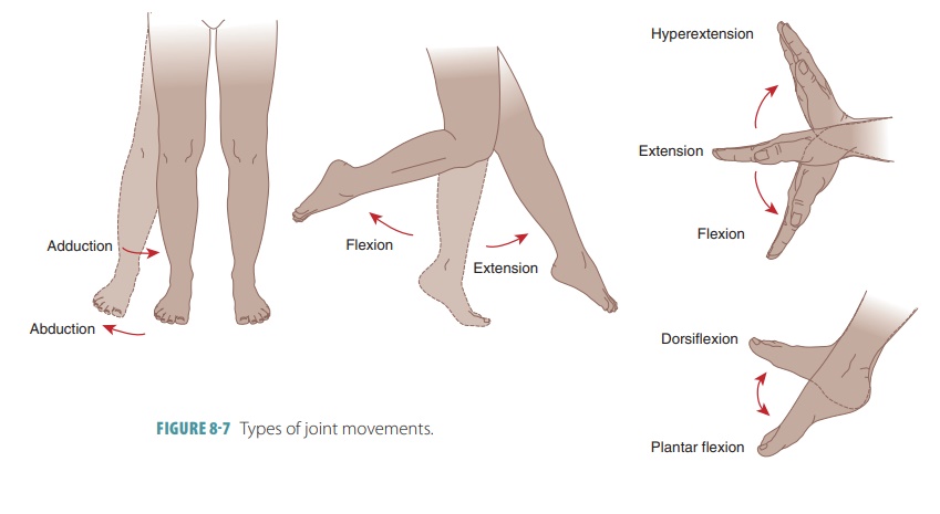example of extension in anatomy
